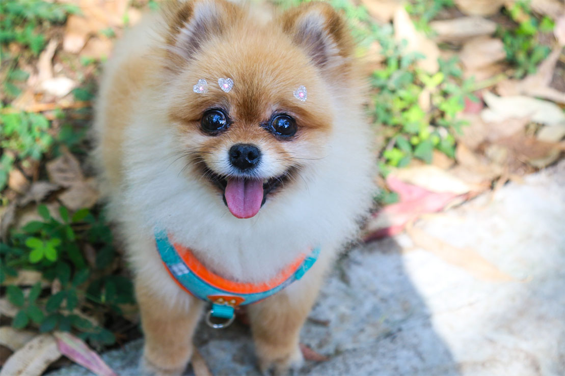 Carrossel Pet Cristal 1