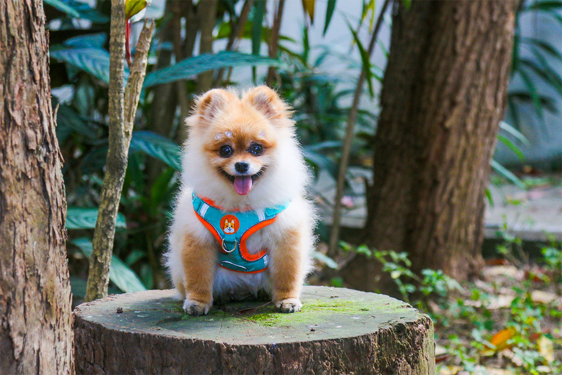 Carrossel Pet Cristal 2