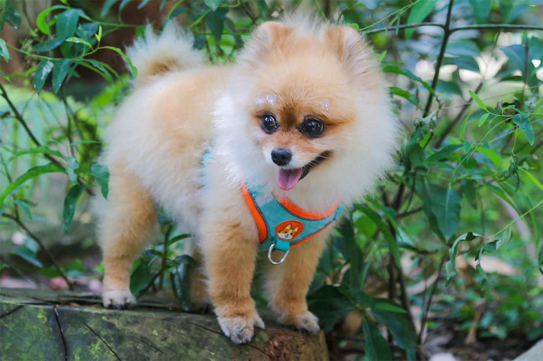 Carrossel Pet Cristal 3