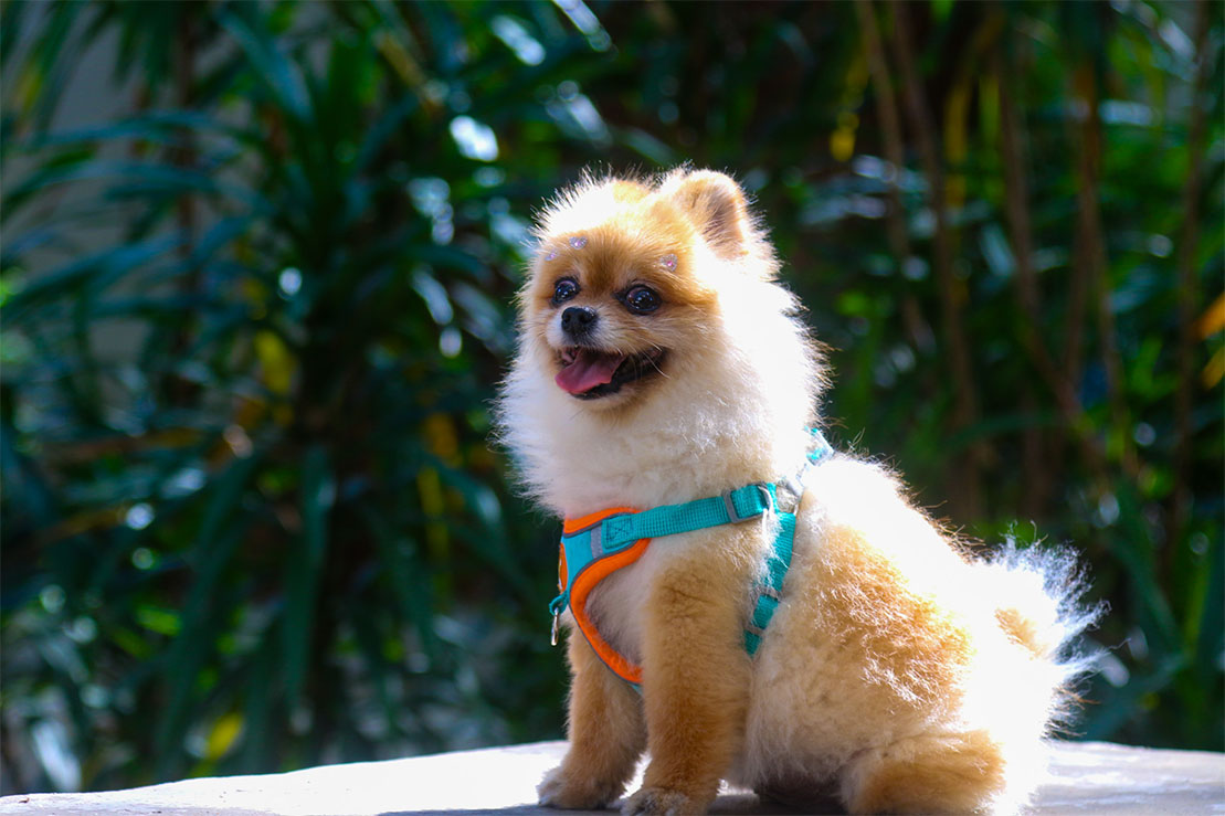 Carrossel Pet Cristal 4