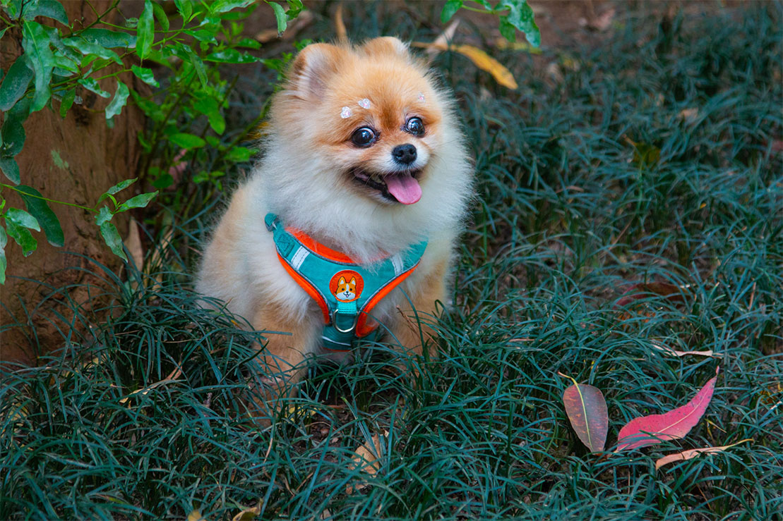 Carrossel Pet Cristal 5