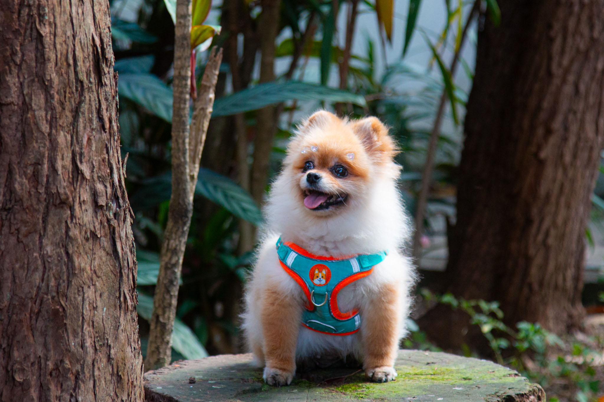 Carrossel Pet Cristal 6