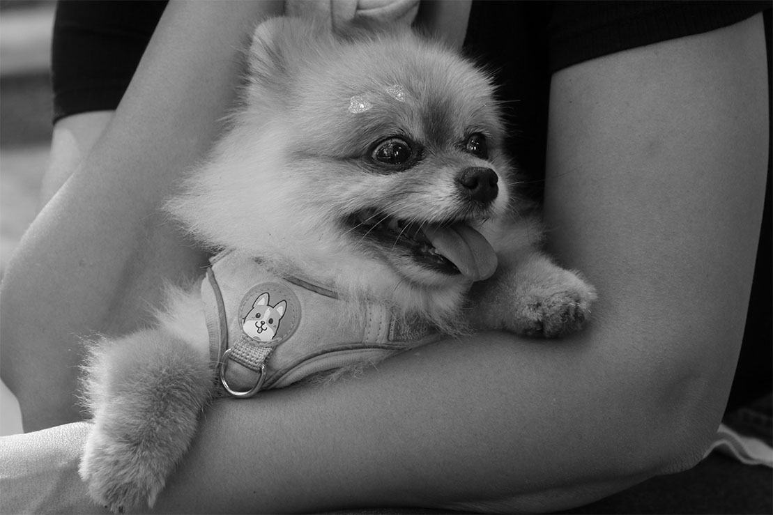 Carrossel Pet Cristal 8