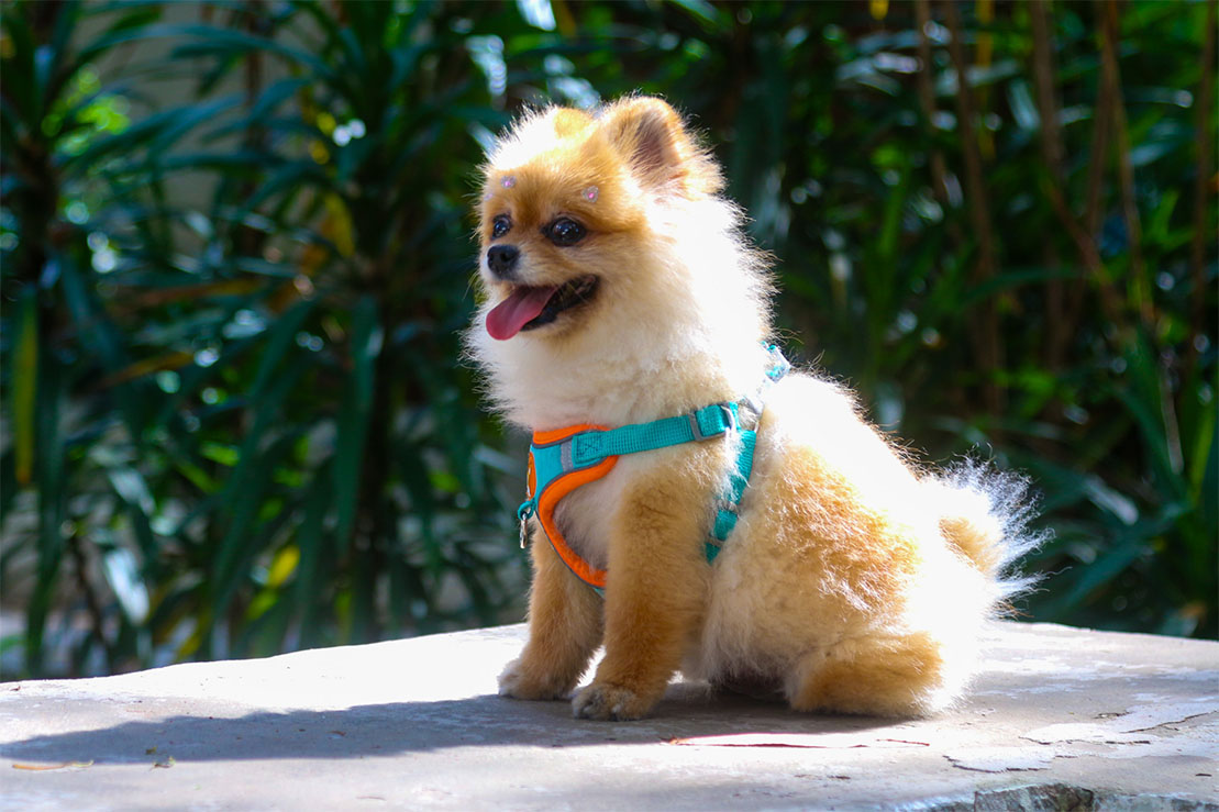 Carrossel Pet Cristal 9